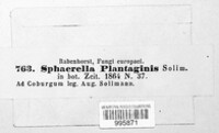 Mycosphaerella plantaginis image
